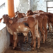 Cow shed at Morbi Baithakji